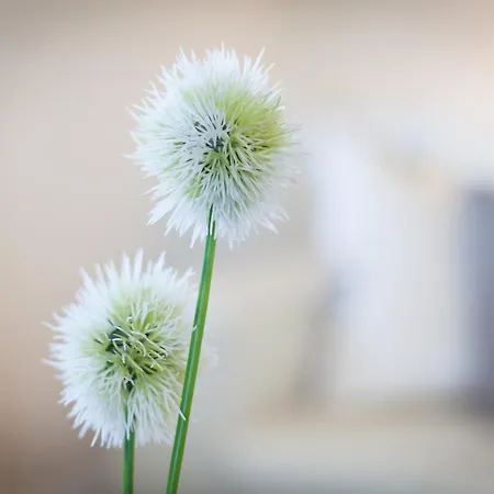 Suennaklaas Apartman Wenningstedt-Braderup (Sylt)